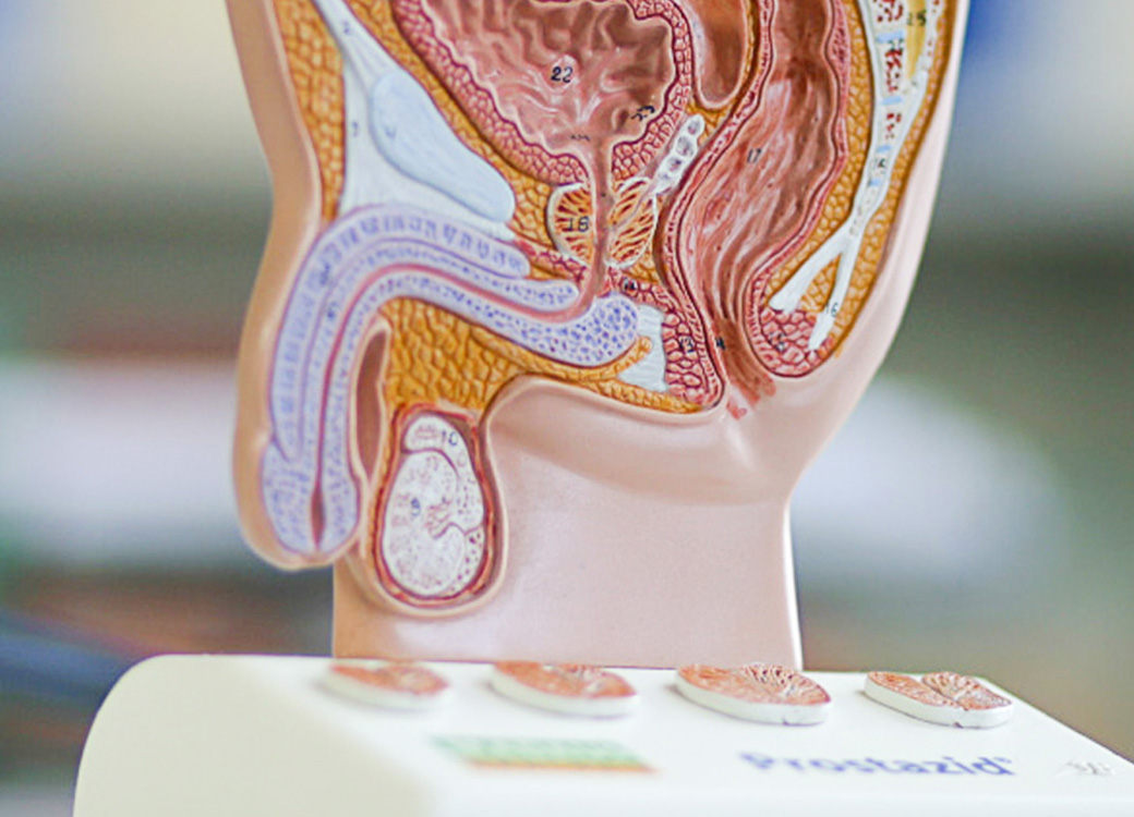 Modell der männlichen Geschlechtsorgane